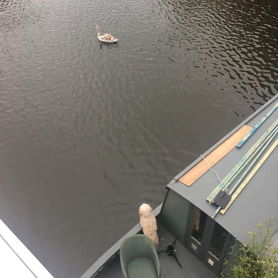 Good morning swan