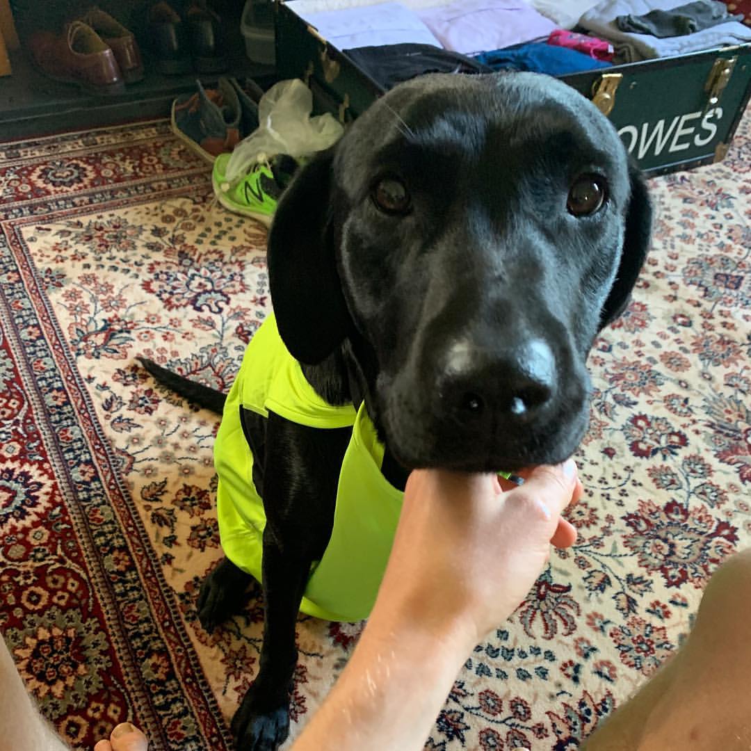 Yeh ! Look at my vest ! #dogsofinstagram #jetthedog #doggo