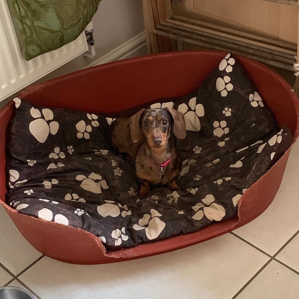 I’m in a big basket ! #doggo #dogsofinstagram #dachsundsofinstagram